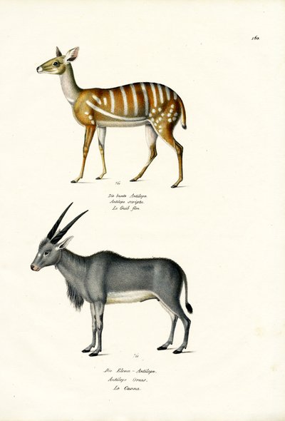 Bushbuck, 1824 - Karl Joseph Brodtmann